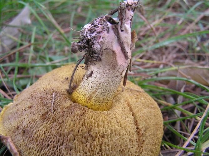 Suillus collinitus ?